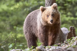 Ours brun<br>NIKON D4, 500 mm, 3200 ISO,  1/500 sec,  f : 5.6 